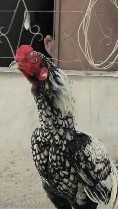 Pure shijra mianwali active and healthy urgent sale
