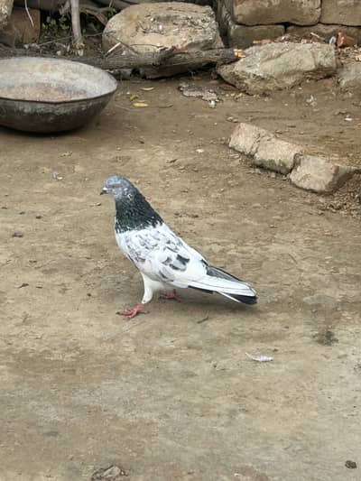 All type pegion available tadi royal tadi golden dubwala sailkoti