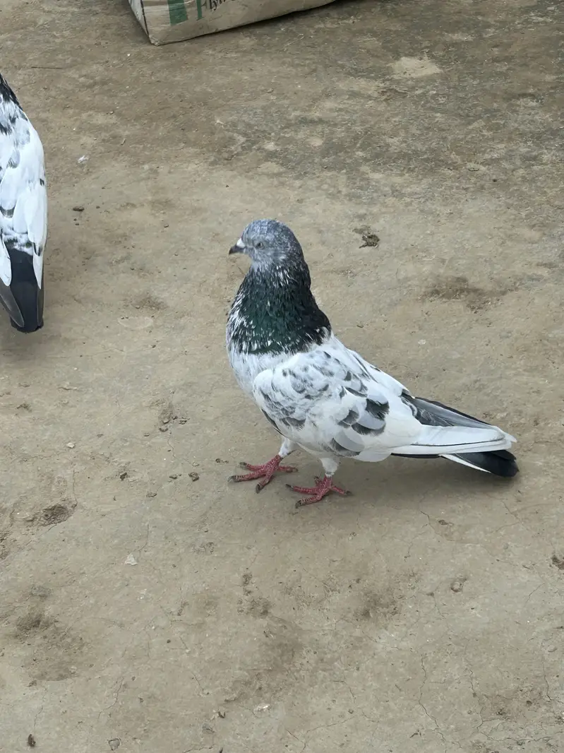 All type pegion available tadi royal tadi golden dubwala sailkoti — photo 2