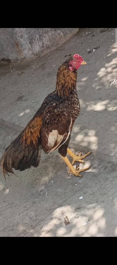 ,watsp 0337,1608707. Golden Sharjah, Male for sale, Age 1 year.