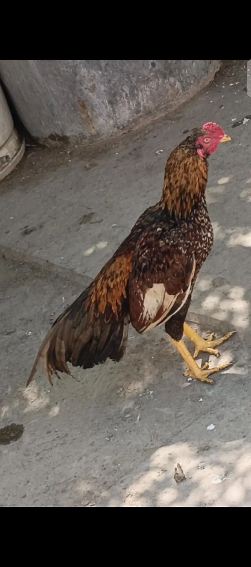 ,watsp 0337,1608707. Golden Sharjah, Male for sale, Age 1 year. — photo 2