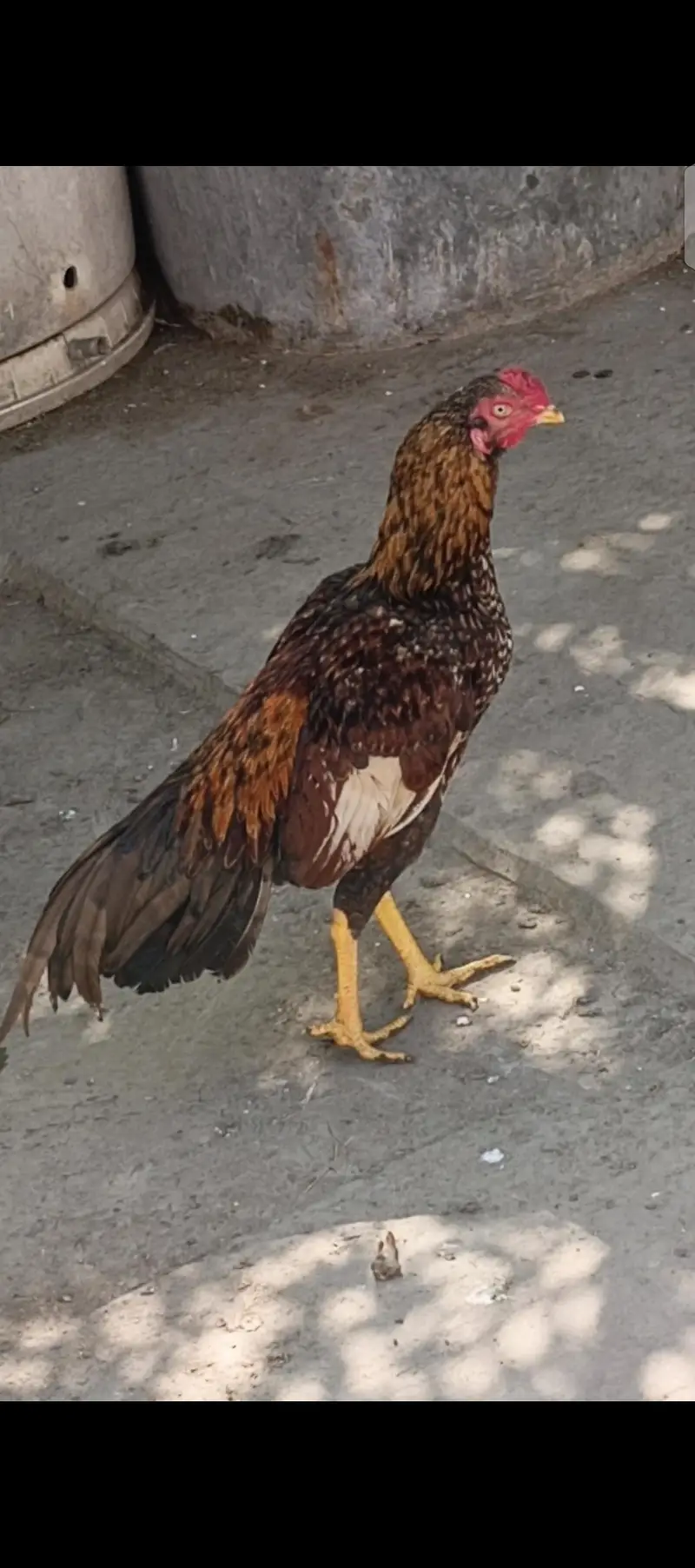 ,watsp 0337,1608707. Golden Sharjah, Male for sale, Age 1 year. — photo 3