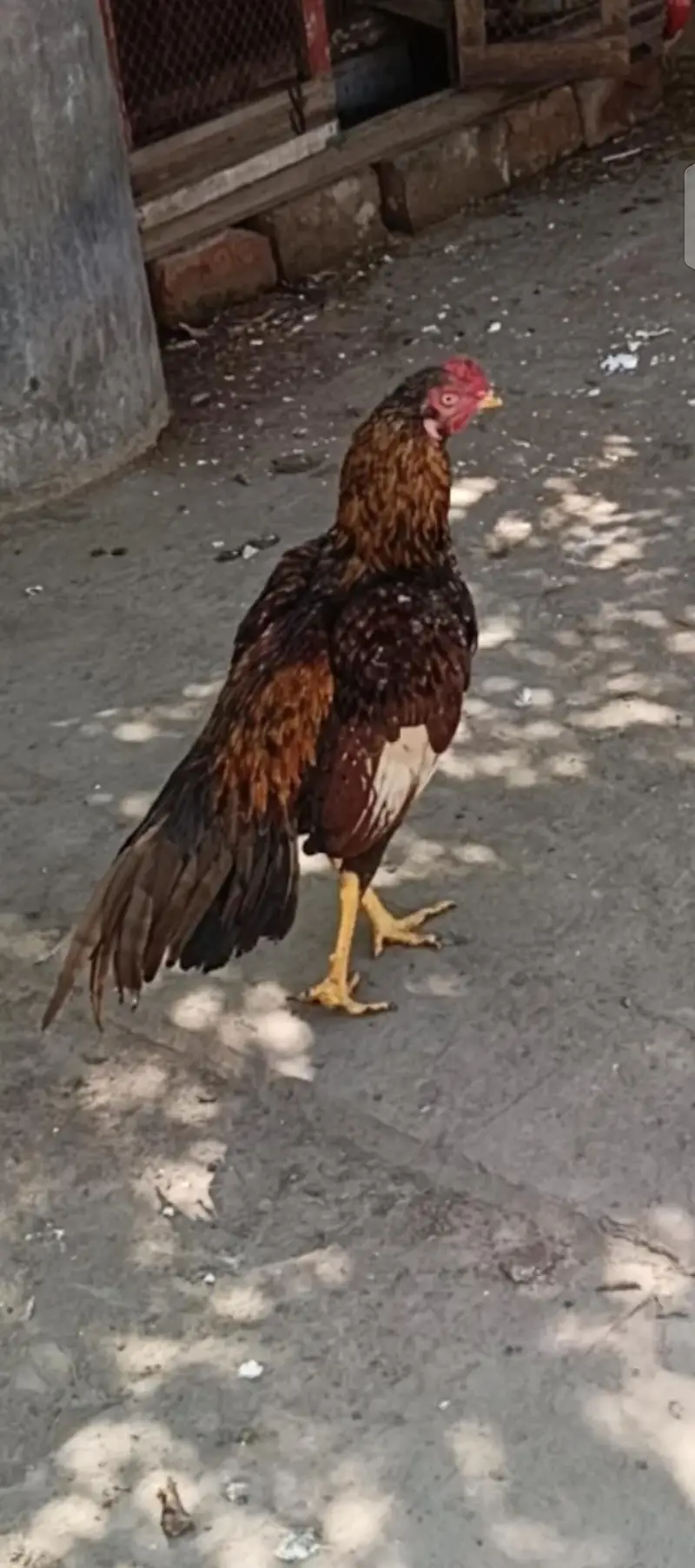 ,watsp 0337,1608707. Golden Sharjah, Male for sale, Age 1 year. — photo 4