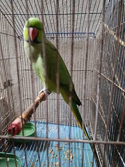 Beautiful parrot for sale