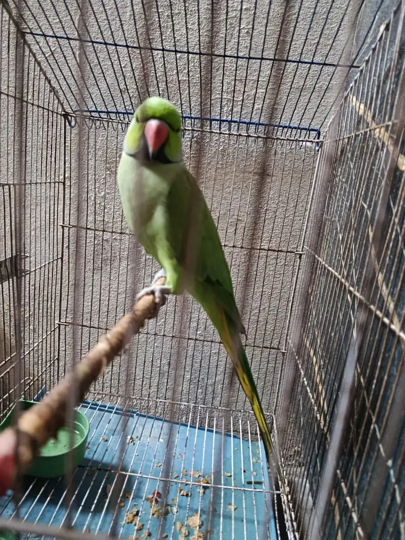 Beautiful parrot for sale — photo 2