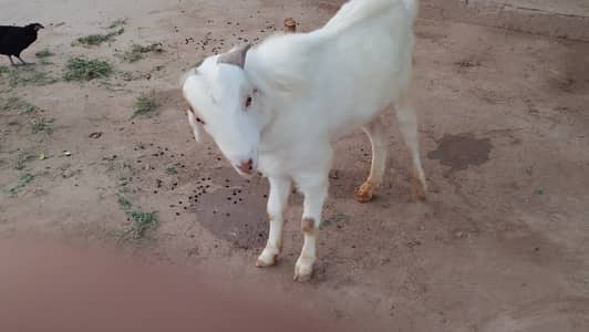 Choty kano wala bakra ha