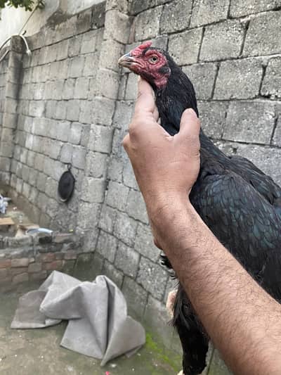 lasani female