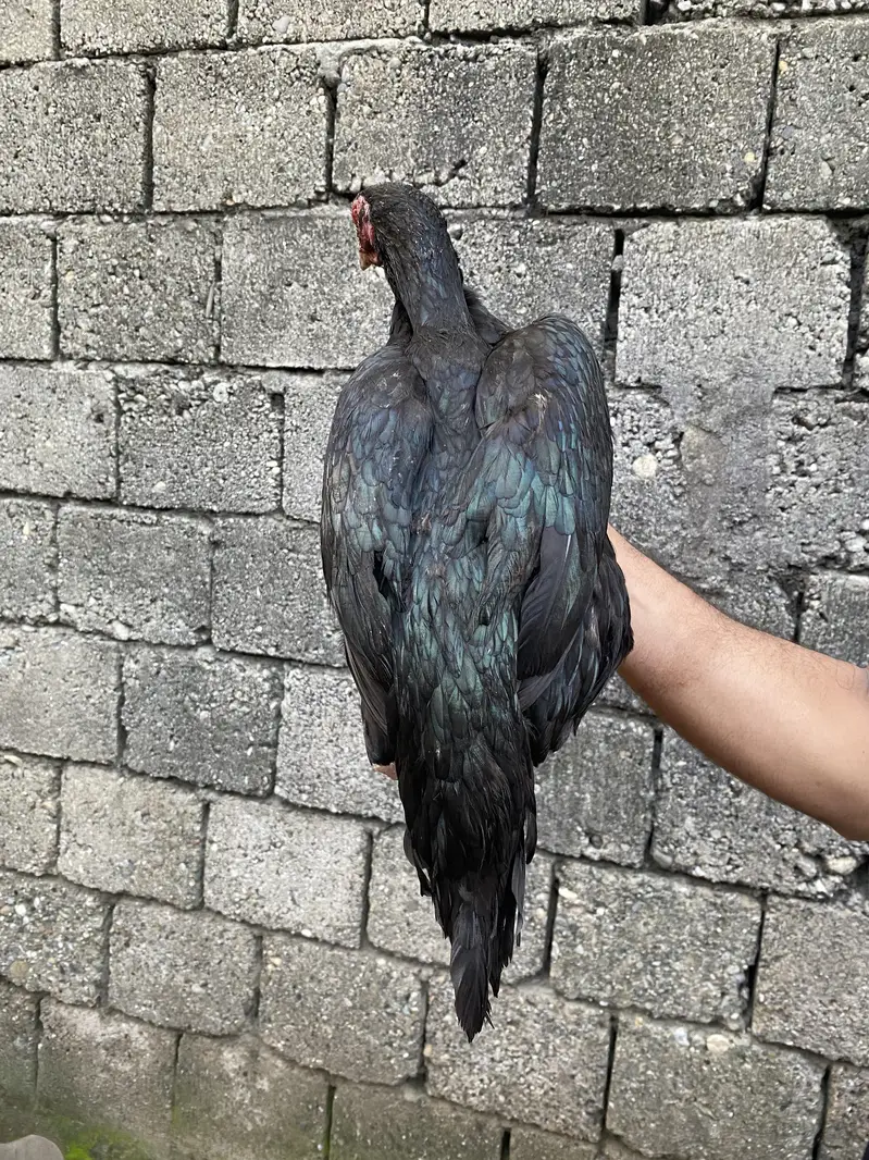 lasani female — photo 2