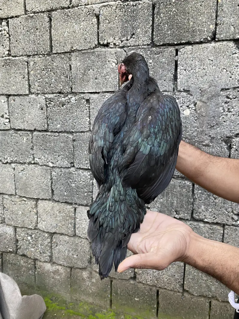 lasani female — photo 3