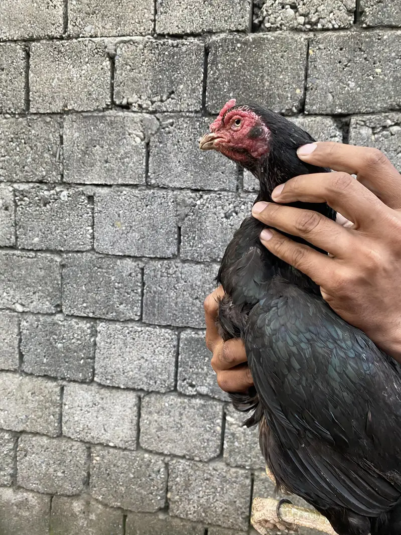 lasani female — photo 4