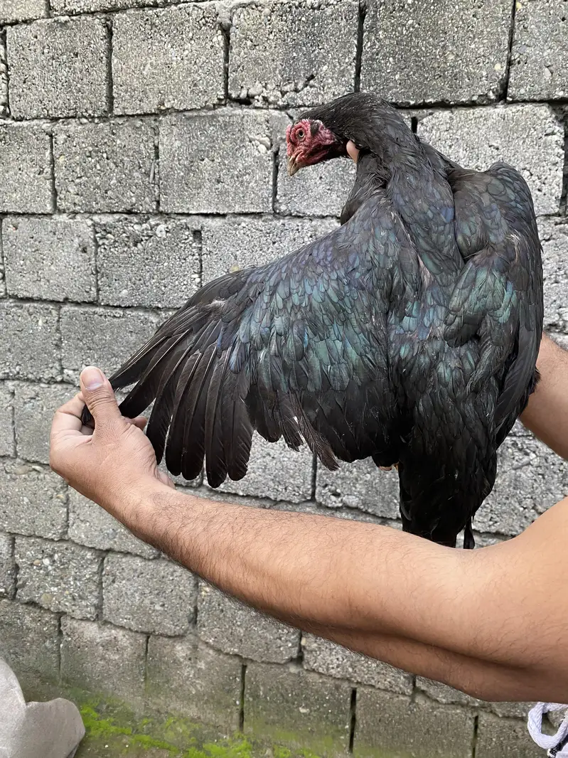 lasani female — photo 6