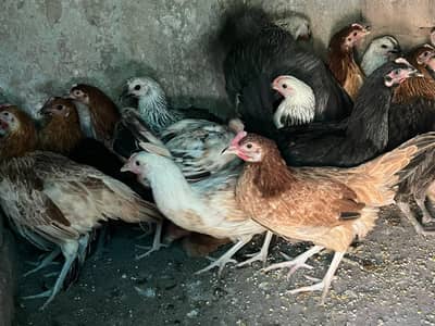 golden misri 900 garam wali murghi available