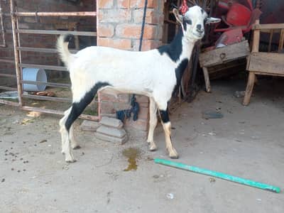 Tadda bakra for sale