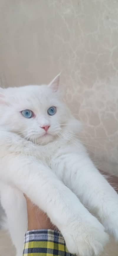 beautiful cat