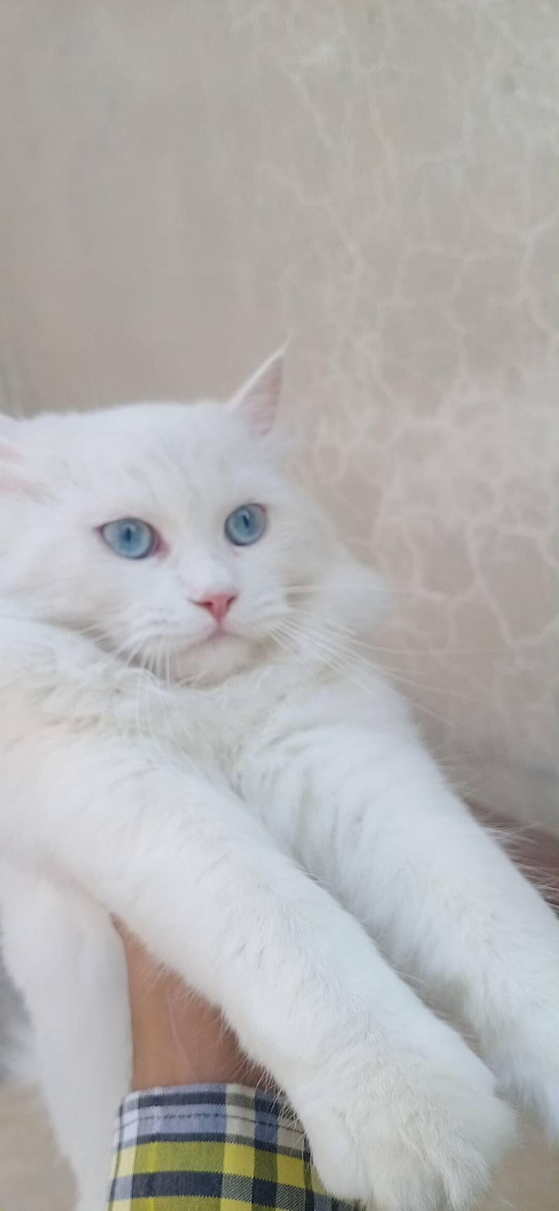 beautiful cat 0