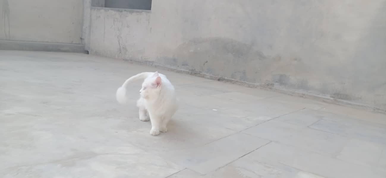 beautiful cat 1