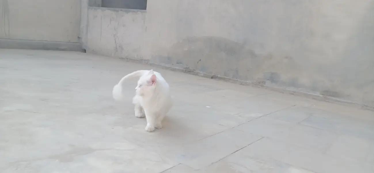 beautiful cat — photo 2