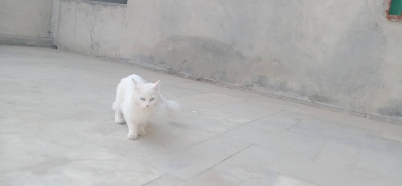 beautiful cat 2