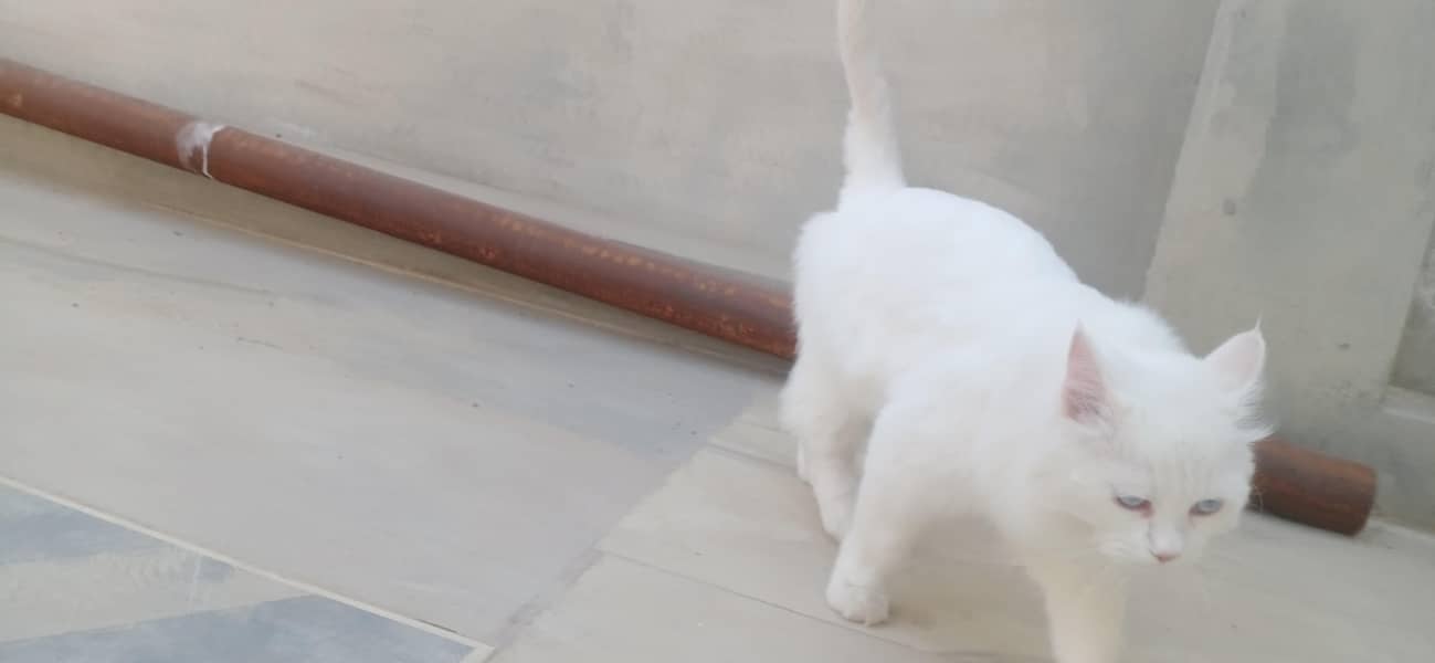 beautiful cat 3
