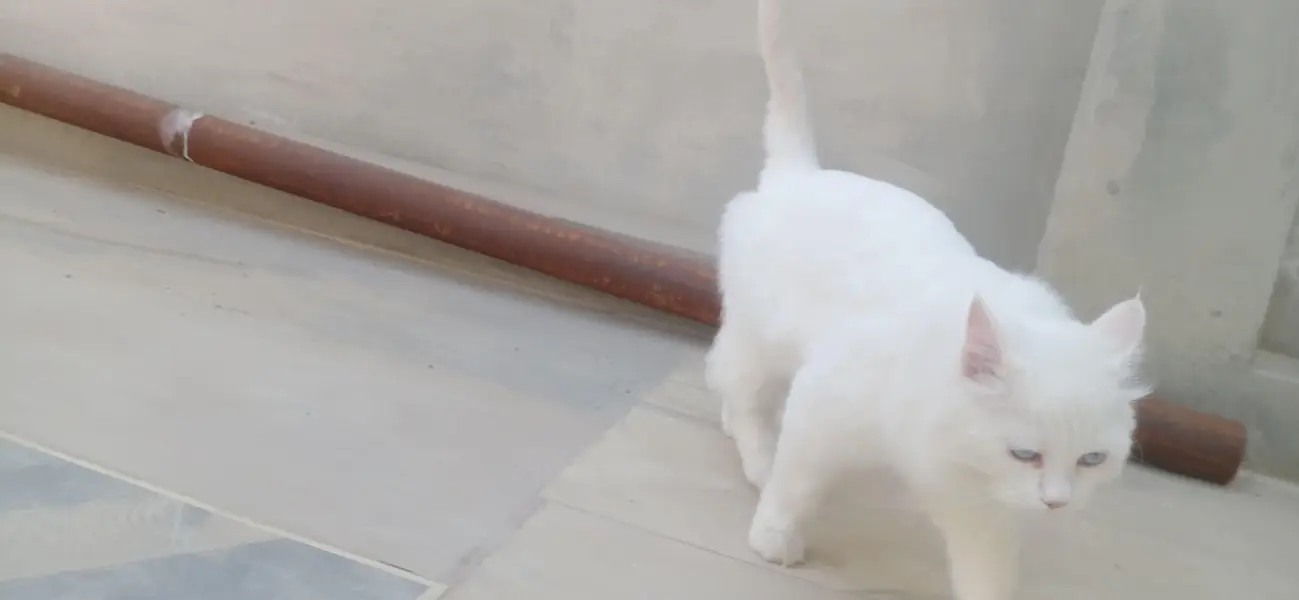 beautiful cat — photo 4