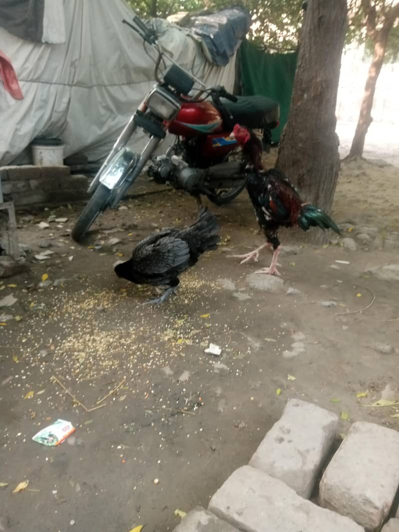 سیل مرغی اور مرغا پیر 0
