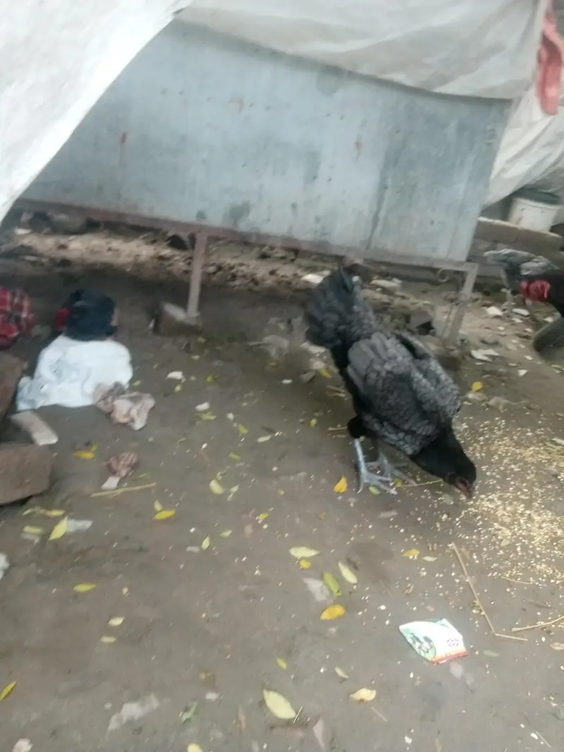 سیل مرغی اور مرغا پیر — photo 2