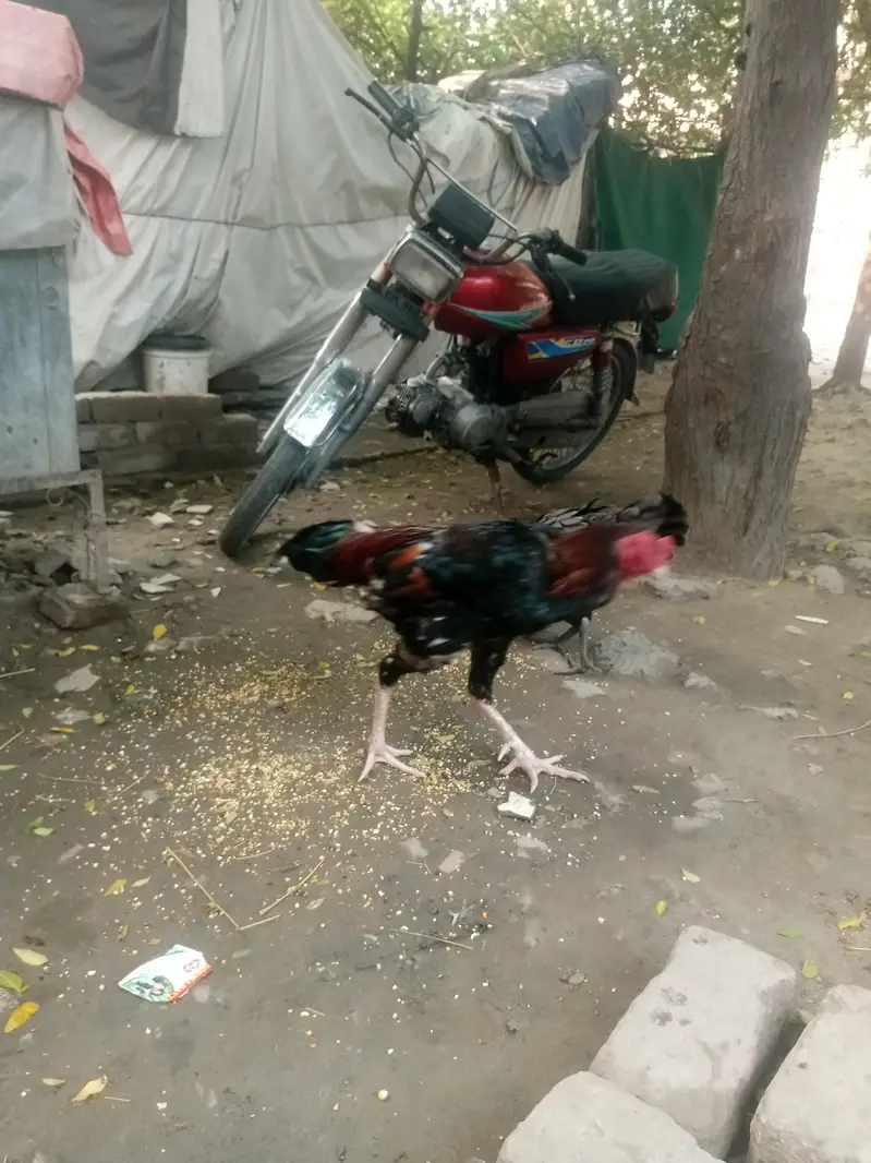 سیل مرغی اور مرغا پیر — photo 3