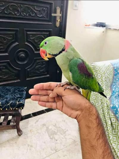 Kashmir Raw parrot hand tam