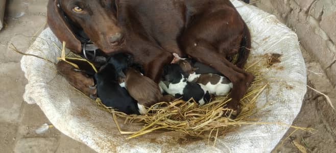 pointer puppies for sale