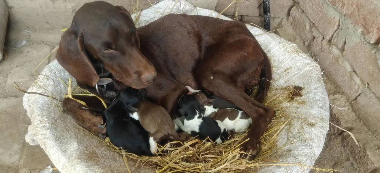 pointer puppies for sale — photo 2