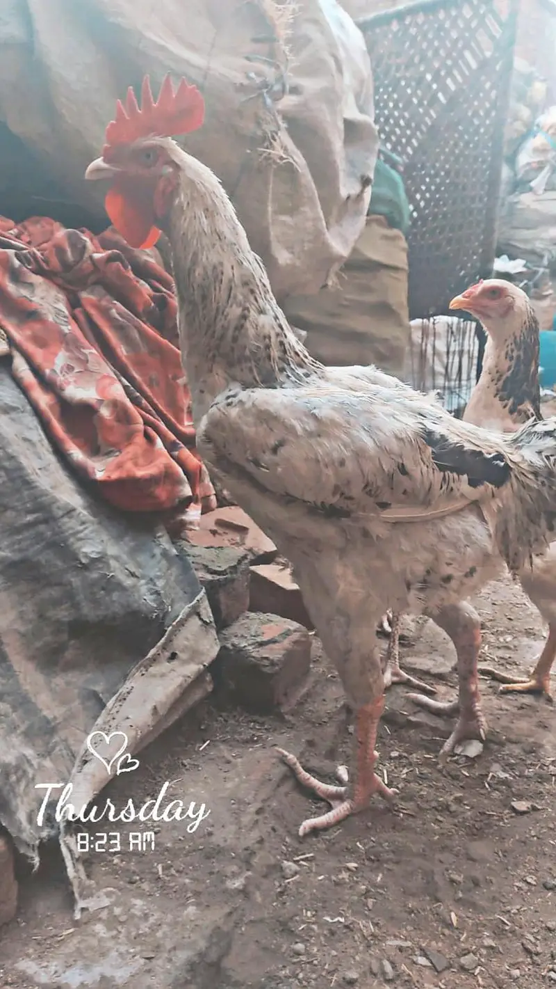 Aseel begum male breeder for sale — photo 4
