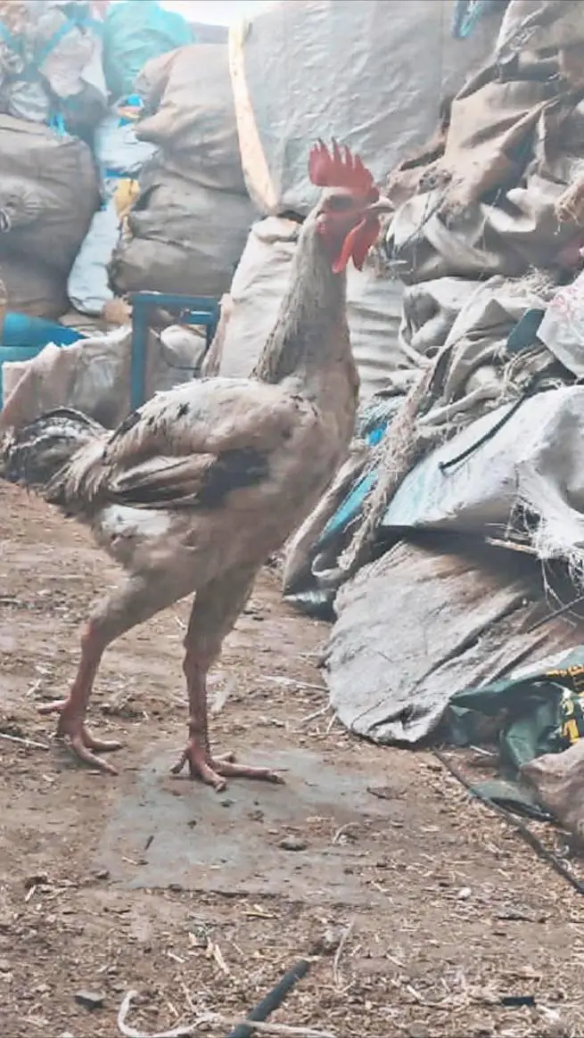 Aseel begum male breeder for sale — photo 5
