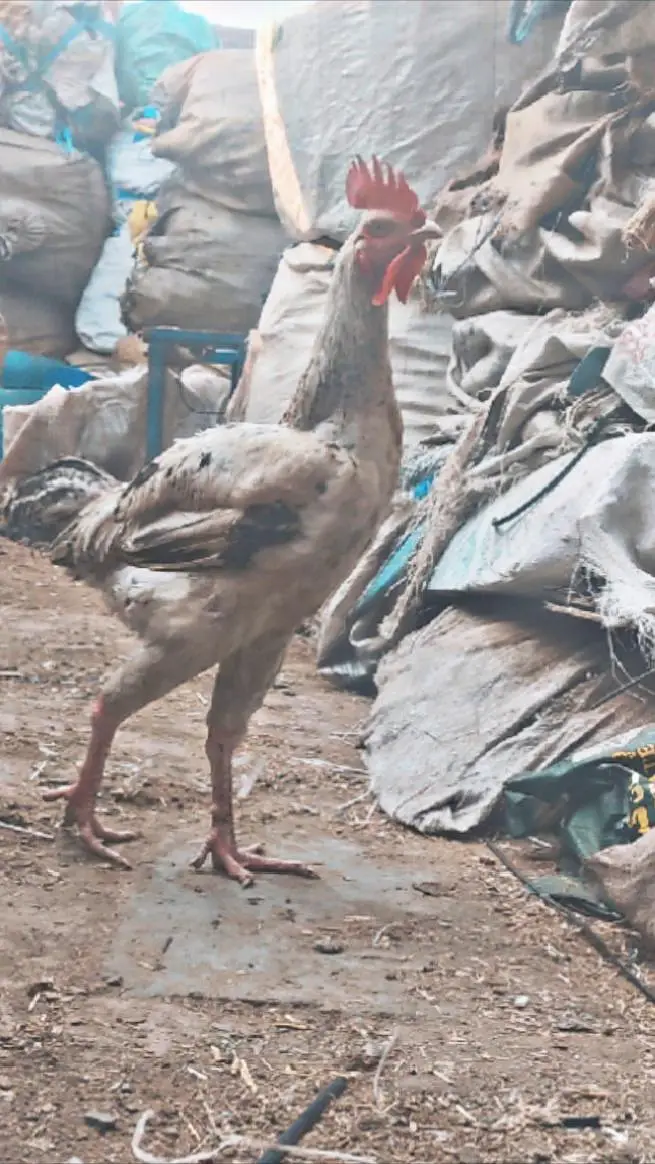 Aseel begum male breeder for sale — photo 7