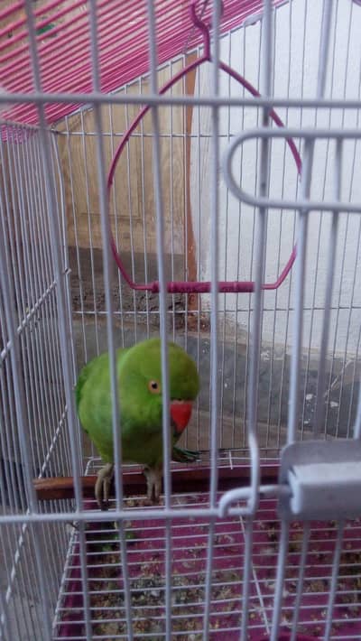 parrot is for sale