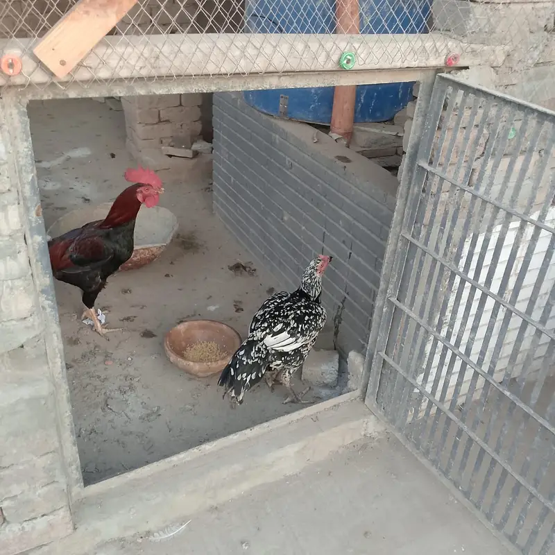 Makhi Cheeni Aseel — photo 2