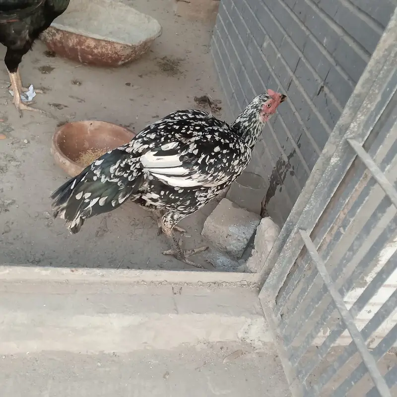 Makhi Cheeni Aseel — photo 3