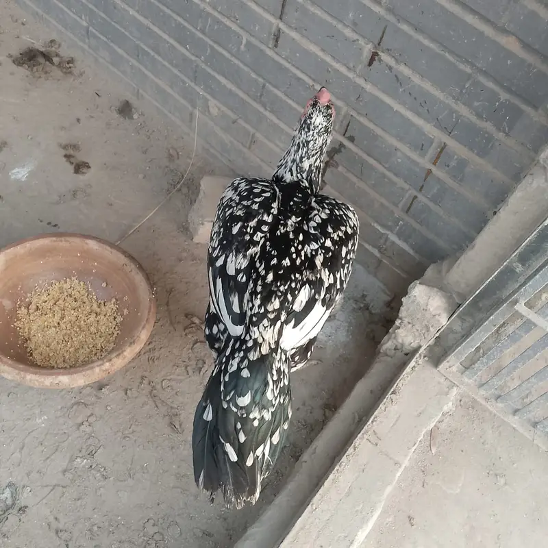 Makhi Cheeni Aseel — photo 5