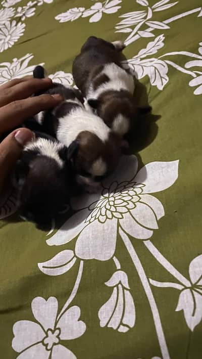 my male female cat dog available