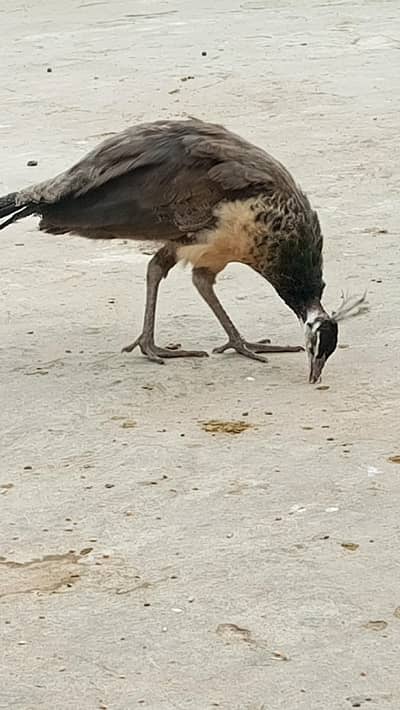 indian peacock