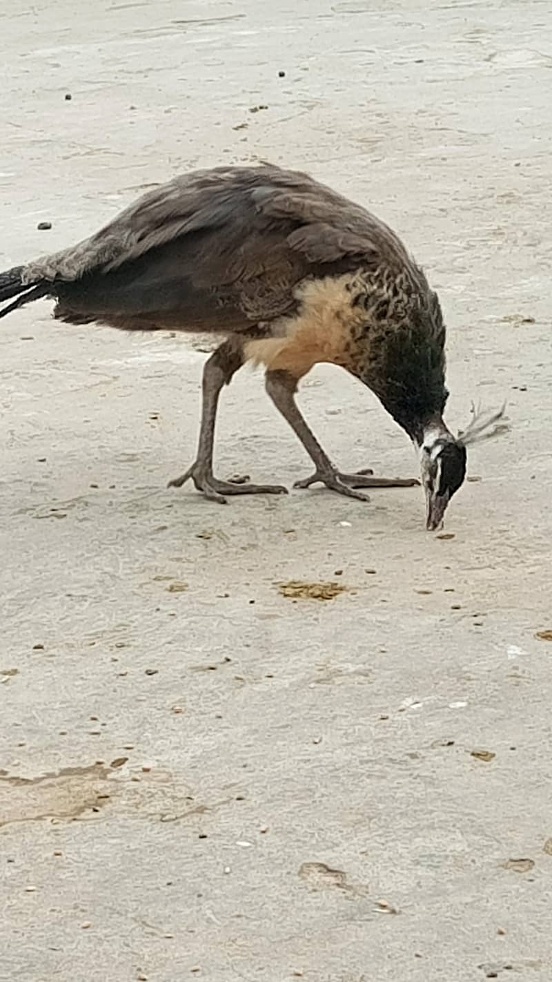 indian peacock 0