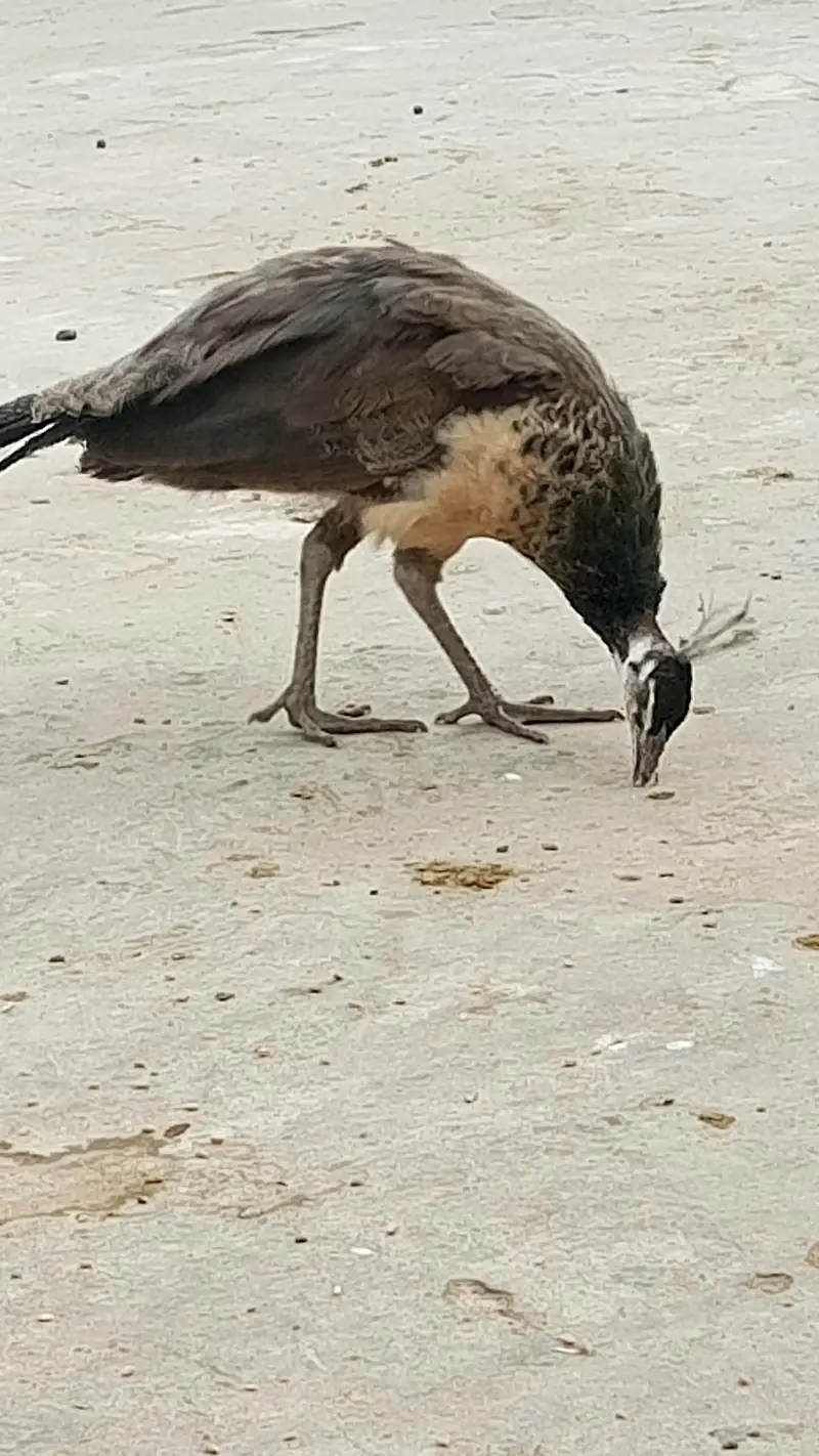 indian peacock