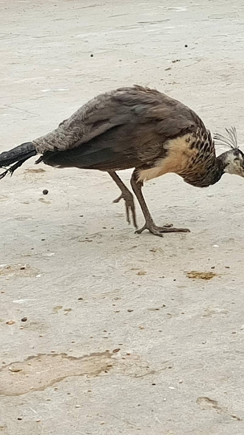 indian peacock 1