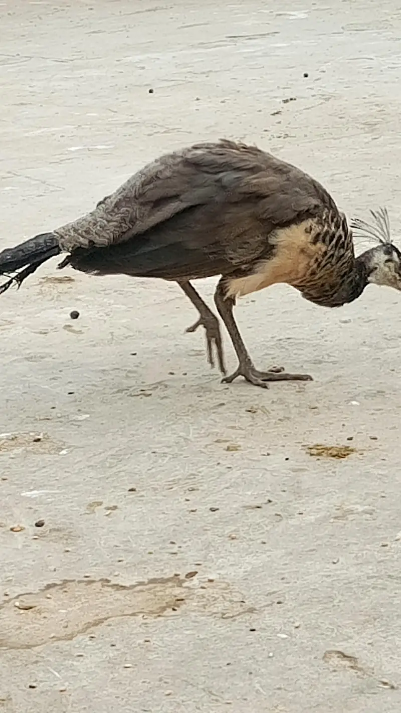indian peacock — photo 2