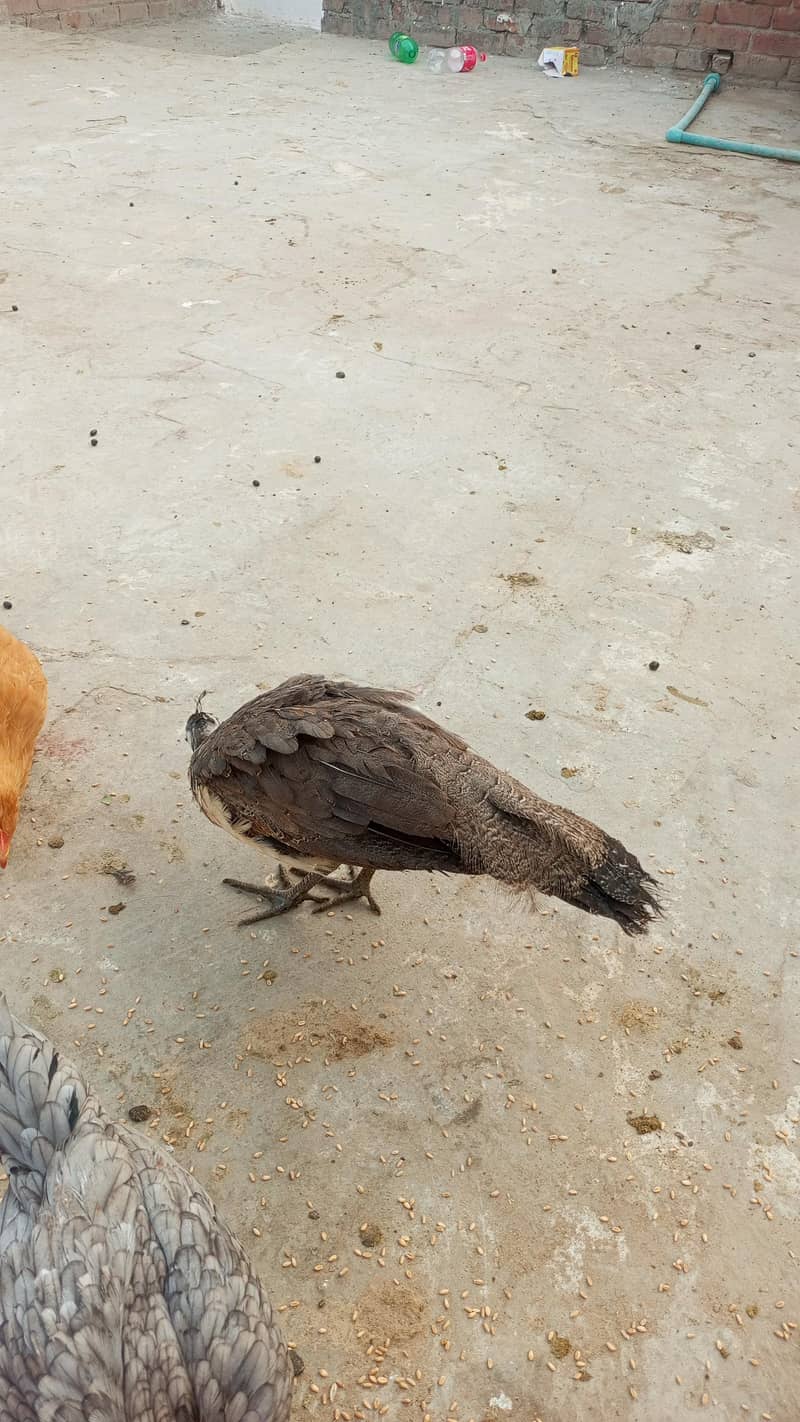 indian peacock 2