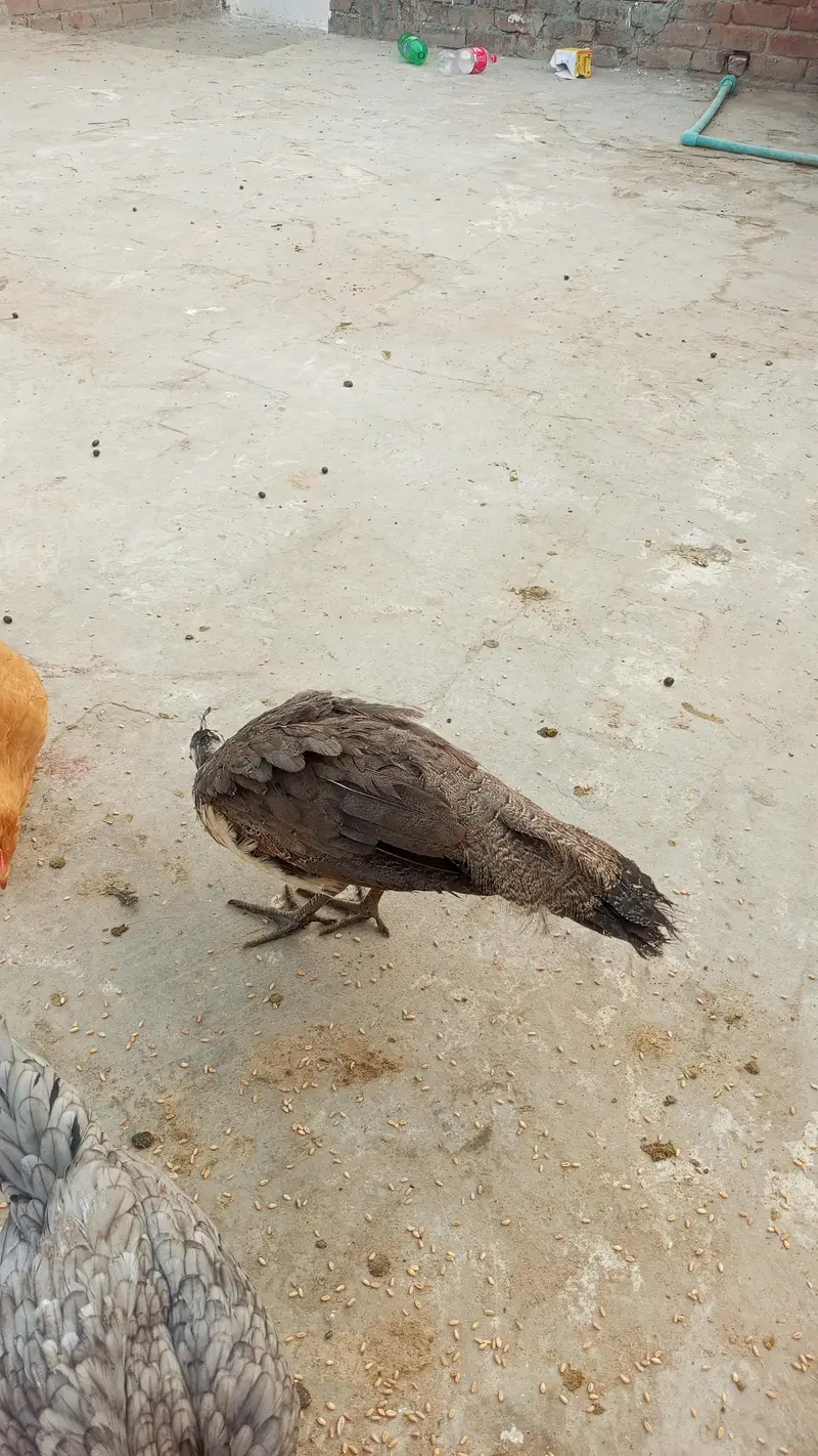 indian peacock — photo 3