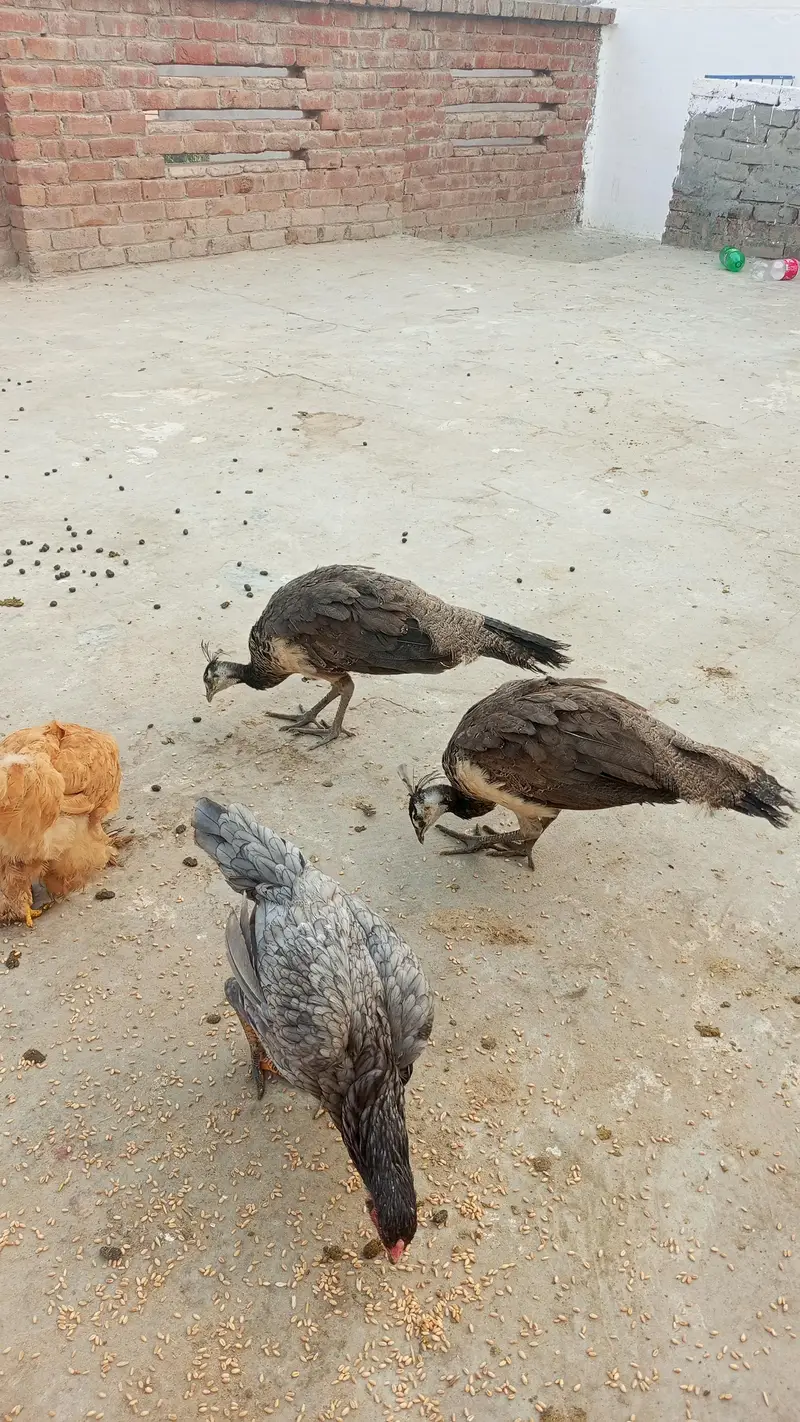 indian peacock — photo 4