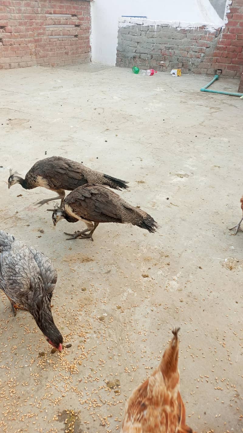 indian peacock 4
