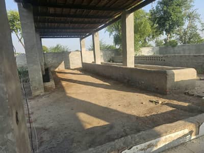 DAIRY FARM available for rent . 5 five KANAl boundary 03269222134//