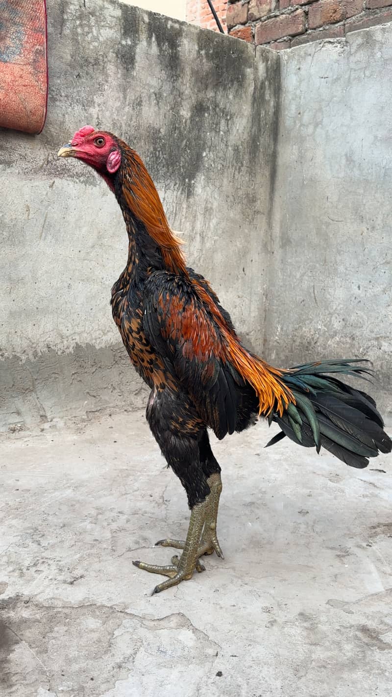 Panas pakoye patha 0