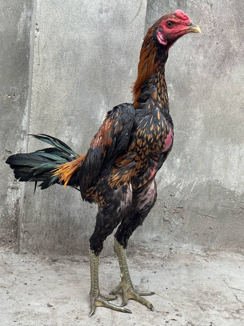 Panas pakoye patha 1